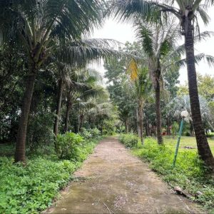 出售地皮-泰国-春武里-41600-平方米-32.98-01