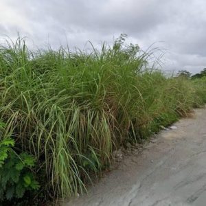 出售地皮-泰国-春武里-4640-平方米-107.15-01