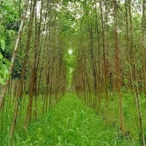 出售地皮-泰国-春武里-536000-平方米-11.58-01