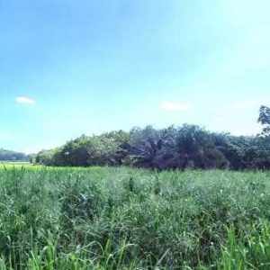 出售地皮-泰国-春武里-57012-平方米-12.86-01