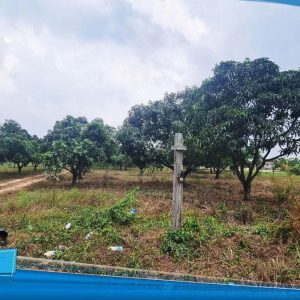 出售地皮-泰国-春武里-59756-平方米-55.09-01