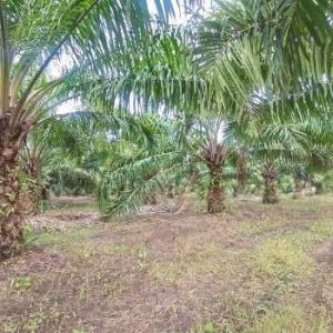 出售地皮-泰国-春武里-6508-平方米-17.15-01