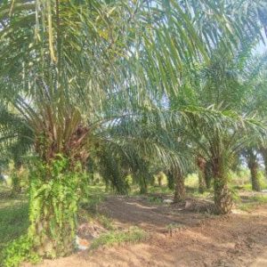 出售地皮-泰国-春武里-6708-平方米-12.86-01