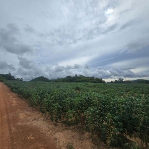 出售地皮-泰国-春武里-75200-平方米-107.15-01