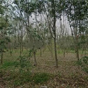 出售地皮-泰国-春武里-75360-平方米-47.78-01