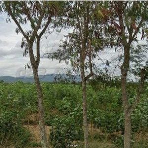 出售地皮-泰国-春武里-92068-平方米-74.32-01