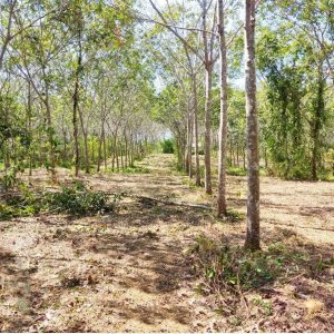 出售地皮-泰国-普吉-14996.4-平方米-171.43-01