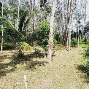 出售地皮-泰国-普吉-1636-平方米-444.32-01