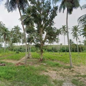 出售地皮-泰国-普吉-74038-平方米-150-01