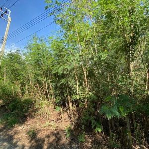 出售地皮-泰国-暖武里-1200-平方米-125.72-01