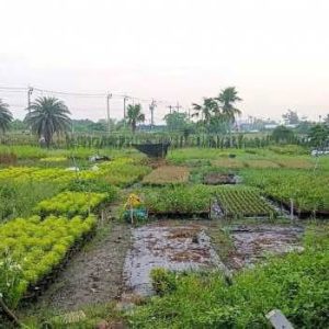 出售地皮-泰国-暖武里-22016-平方米-235.72-01