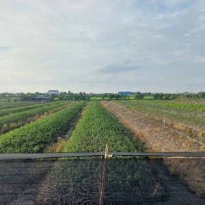 出售地皮-泰国-暖武里-23408-平方米-171.43-01