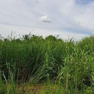 出售地皮-泰国-暖武里-400-平方米-60-01