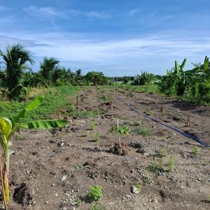 出售地皮-泰国-暖武里-588-平方米-874.66-01