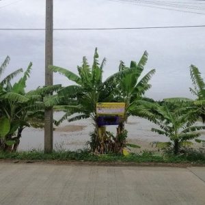 出售地皮-泰国-暖武里-8000-平方米-107.15-01