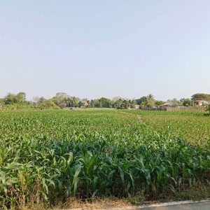 出售地皮-泰国-曼谷-12000-平方米-0-01