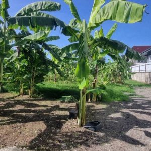 出售地皮-泰国-曼谷-1236-平方米-342.86-01