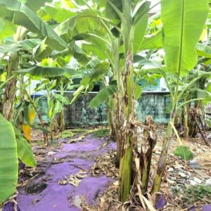 出售地皮-泰国-曼谷-164-平方米-324.06-01