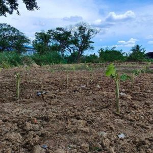 出售地皮-泰国-曼谷-1676-平方米-403.03-01