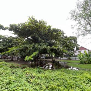 出售地皮-泰国-曼谷-1786.8-平方米-556.49-01