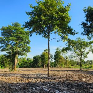 出售地皮-泰国-曼谷-20808-平方米-36.26-01