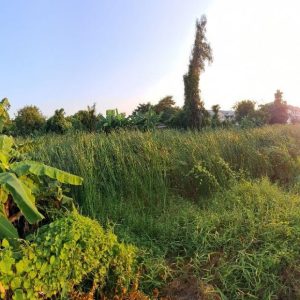 出售地皮-泰国-曼谷-2536-平方米-189.29-01