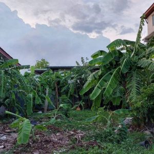 出售地皮-泰国-曼谷-268-平方米-1279.35-01