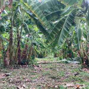 出售地皮-泰国-曼谷-400-平方米-282.86-01