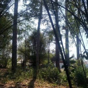 出售地皮-泰国-曼谷-4692-平方米-39.49-01