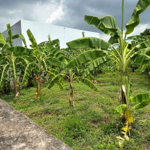 出售地皮-泰国-曼谷-500-平方米-1508.58-01