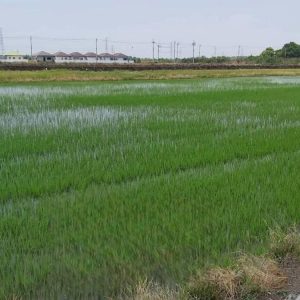 出售地皮-泰国-曼谷-5200-平方米-64.29-01