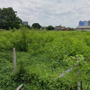 出售地皮-泰国-曼谷-6000-平方米-316.2-01