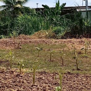 出售地皮-泰国-曼谷-6400-平方米-85.72-01