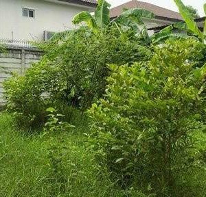 出售地皮-泰国-曼谷-752-平方米-222.86-01