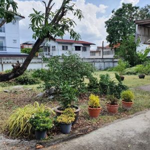 出售地皮-泰国-曼谷-800-平方米-1716-01