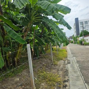 出售地皮-泰国-曼谷-800-平方米-707.15-01