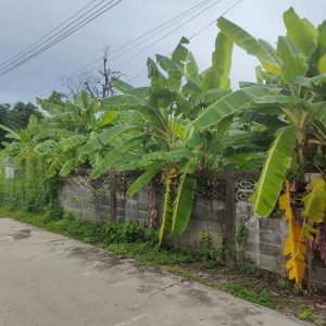 出售地皮-泰国-曼谷-812-平方米-1285.72-01