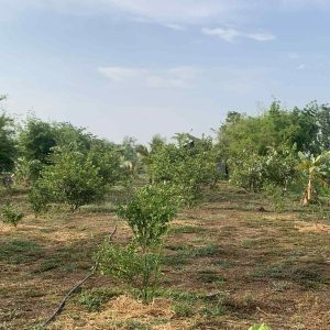 出售地皮-泰国-曼谷-8816-平方米-350.03-01