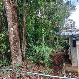 出售地皮-泰国-桐艾-16152-平方米-10.83-01