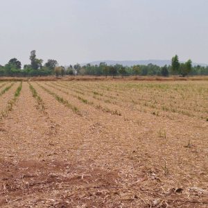 出售地皮-泰国-武里喃-44800-平方米-6.86-01