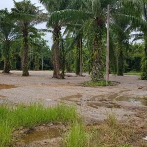 出售地皮-泰国-洛坤-1384-平方米-58.23-01