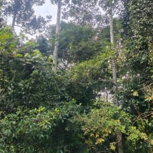 出售地皮-泰国-洛坤-20008-平方米-13.72-01