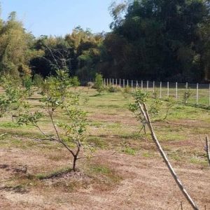 出售地皮-泰国-清迈-1004-平方米-85.4-01