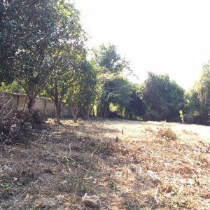 出售地皮-泰国-清迈-1024-平方米-43.55-01