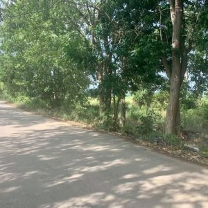 出售地皮-泰国-清迈-11372-平方米-53.98-01