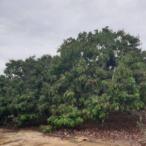 出售地皮-泰国-清迈-1188-平方米-137.15-01