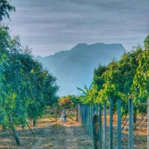 出售地皮-泰国-清迈-11932-平方米-8.63-01