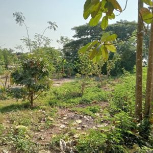 出售地皮-泰国-清迈-1228-平方米-265.26-01