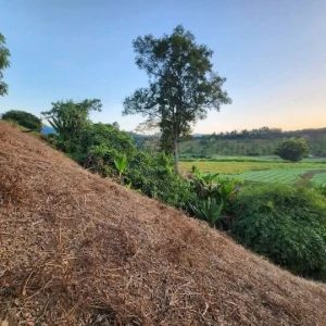 出售地皮-泰国-清迈-1248-平方米-26.12-01