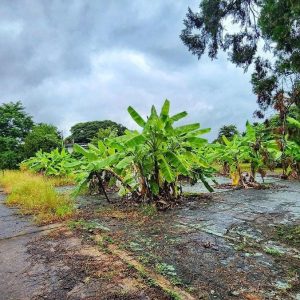 出售地皮-泰国-清迈-13020-平方米-1200-01